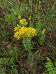 Solidago rigida
