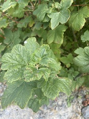 Ribes sanguineum