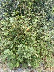 Ribes sanguineum