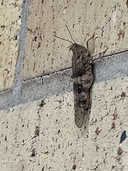 Trimerotropis pallidipennis