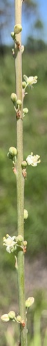 Nolina atopocarpa