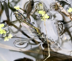 Coenagrion armatum