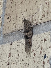 Trimerotropis pallidipennis