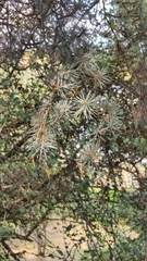 Cedrus atlantica