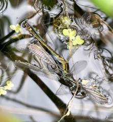 Coenagrion armatum