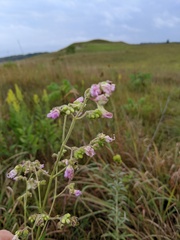 Mirabilis nyctaginea