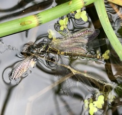 Coenagrion armatum