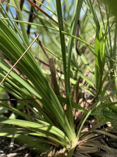 Nolina atopocarpa