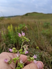 Mirabilis nyctaginea