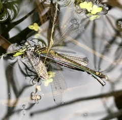 Coenagrion armatum