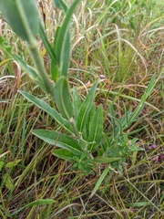 Mirabilis nyctaginea