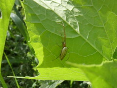 Tetragnatha extensa