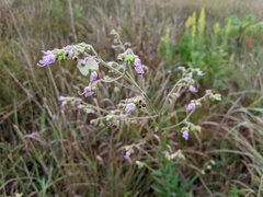 Mirabilis nyctaginea