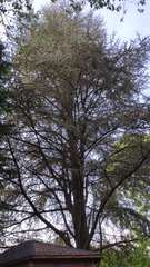 Cedrus atlantica
