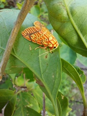 Barsine striata