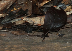 Pseudogagrella splendens