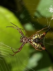 Micrathena sagittata