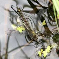 Coenagrion armatum