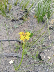 Bulbine