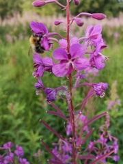 Bombus pascuorum