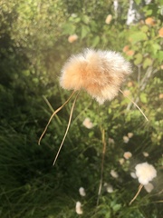 Eriophorum virginicum