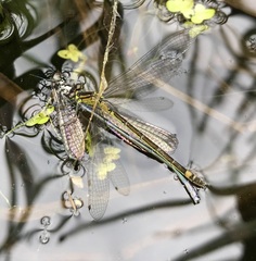 Coenagrion pulchellum
