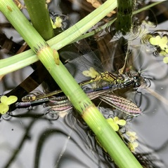 Coenagrion pulchellum