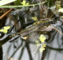 Coenagrion pulchellum