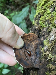 Ganoderma lobatum