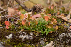 Sedum emarginatum