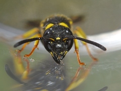 Allodynerus delphinalis