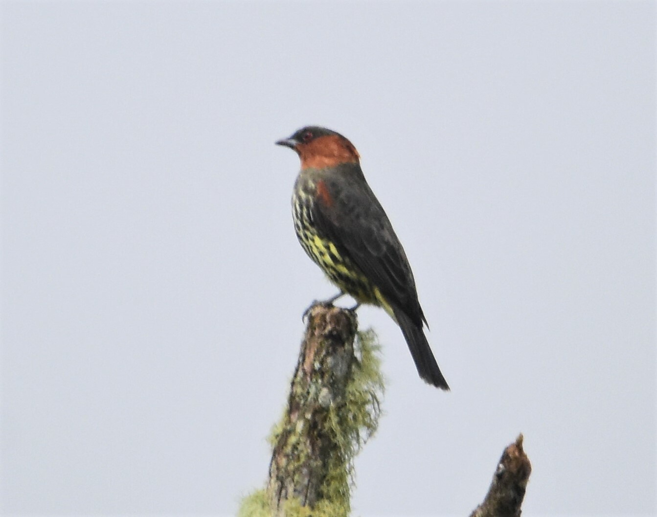 Chestnut-crested Cotinga (Ampelion rufaxilla), photo 9