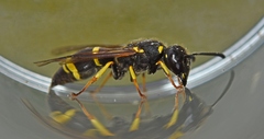 Allodynerus delphinalis