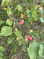 Malus × robusta