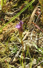Gentianella