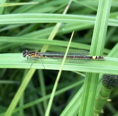 Coenagrion armatum