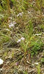 Dianthus superbus