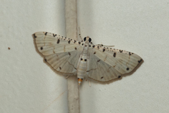 Pycnarmon cribrata