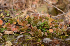 Sedum emarginatum