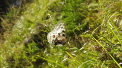Parnassius apollo