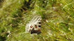 Parnassius apollo