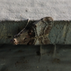 Pococera asperatella