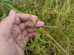 Ludwigia hyssopifolia
