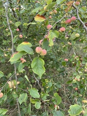 Malus × robusta