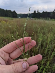 Polygonum tenue