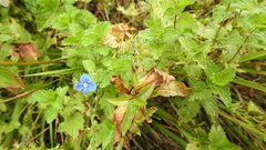 Veronica chamaedrys