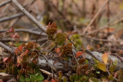 Sedum emarginatum