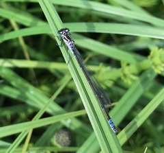 Coenagrion pulchellum