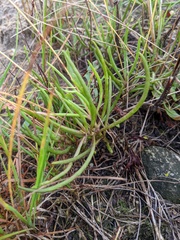 Phemeranthus rugospermus