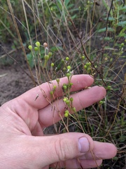 Phemeranthus rugospermus